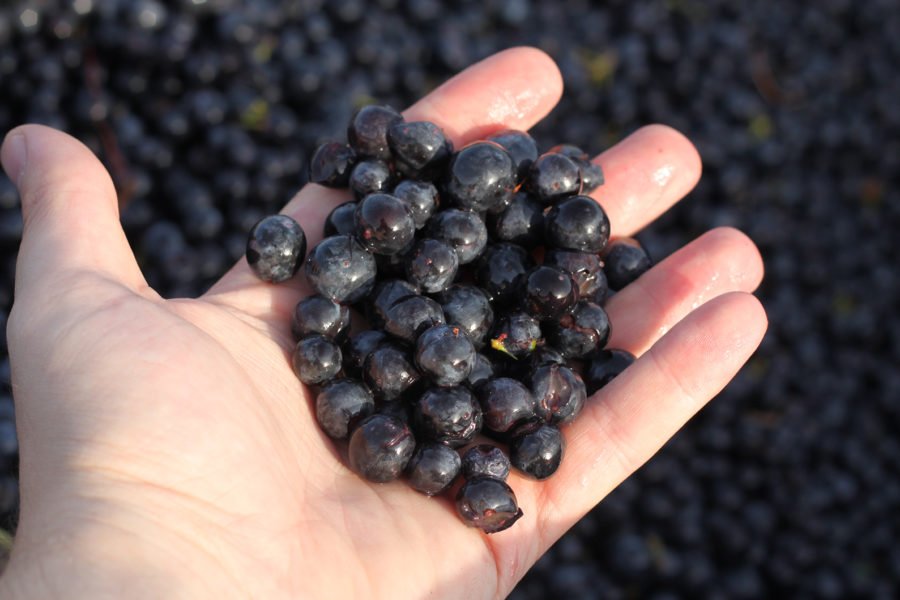 recuperacion de variedades